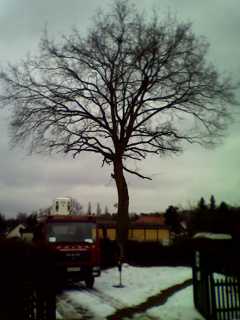 Baumschnitt nachher