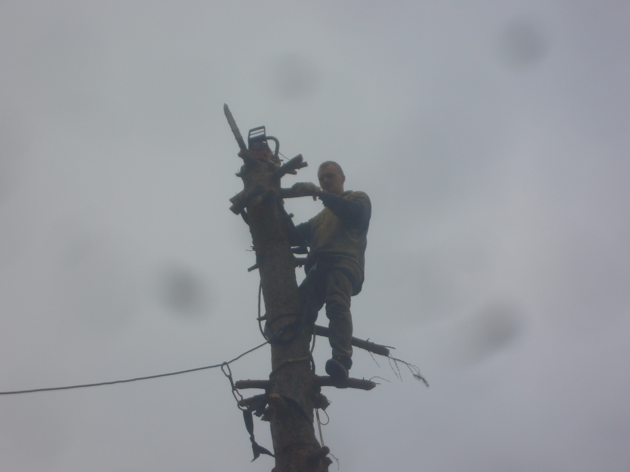 Baumsteigearbeiten bei jedem Wetter